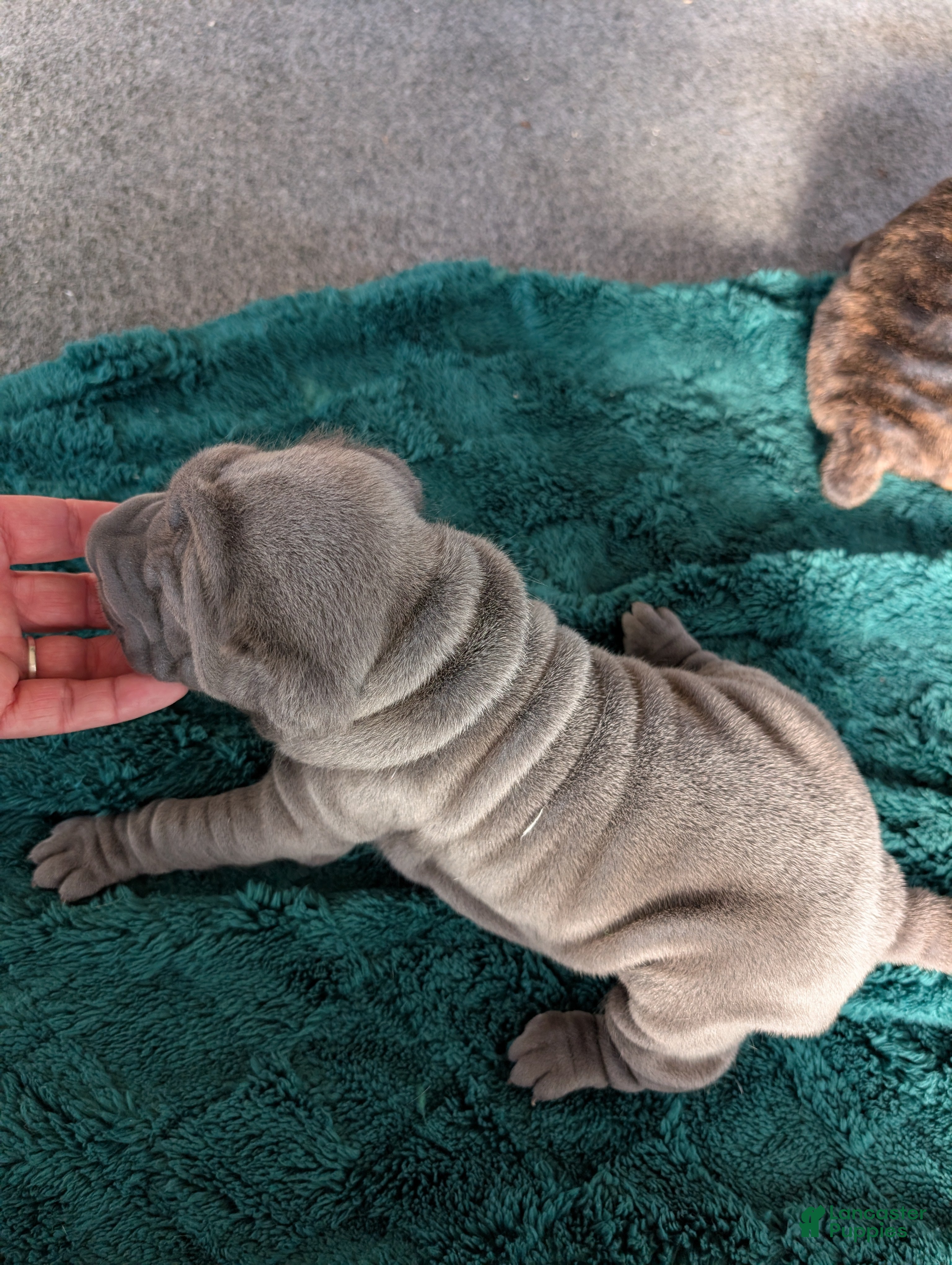 Mixed Breed dogs for sale: Puppy 6 - Ad 3