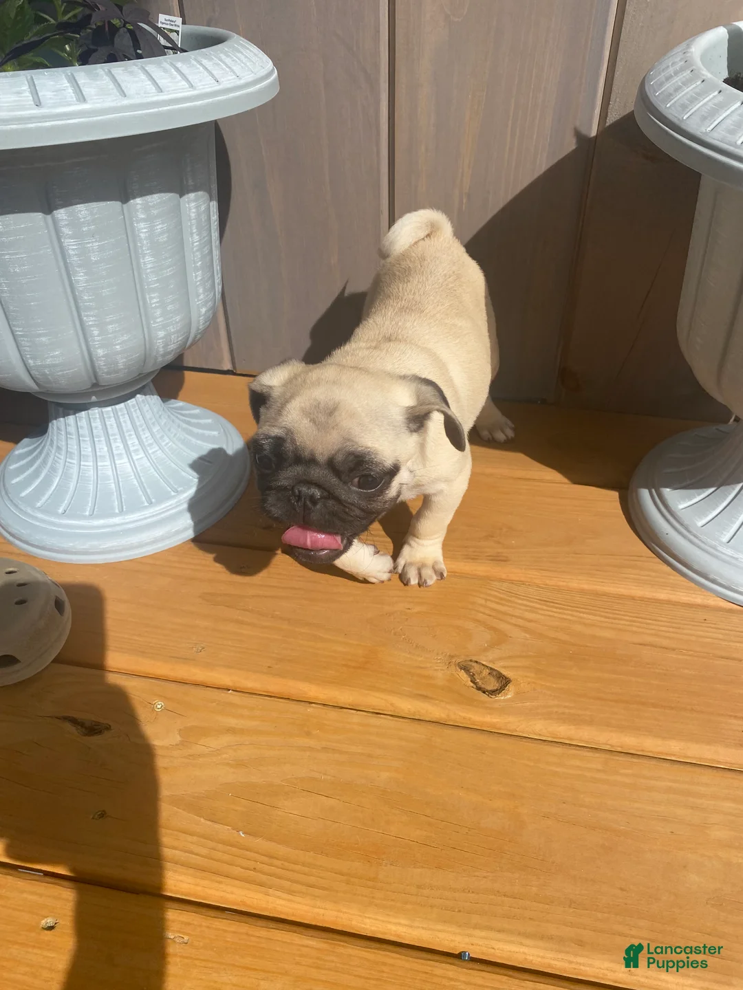 Pug dogs for sale: Pug Puppy 1 - Ad 8