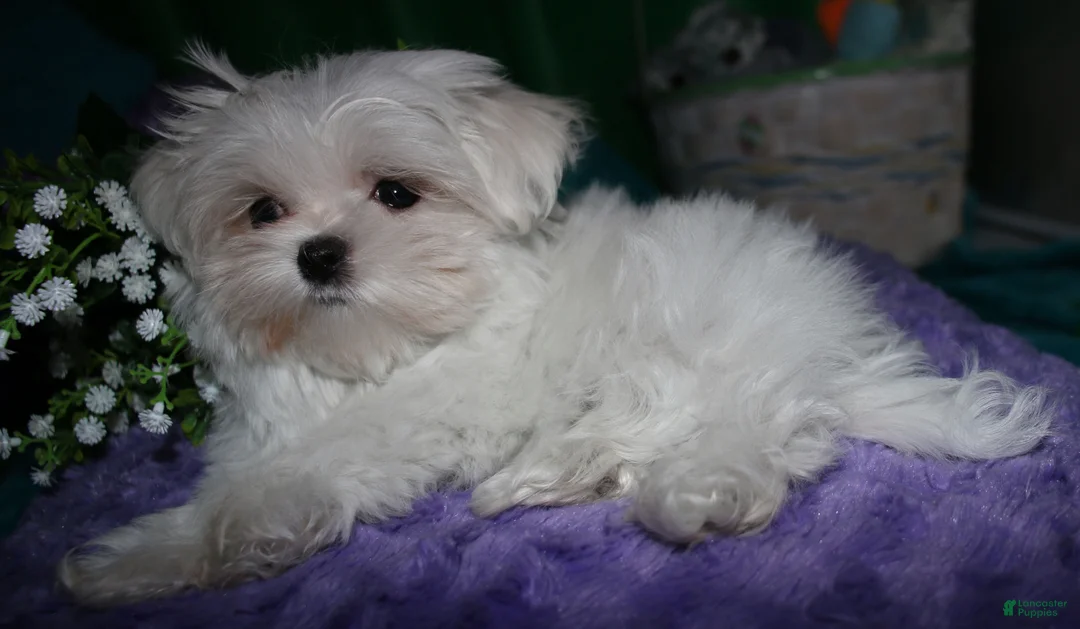Maltese dogs for sale: Maci - Ad 12