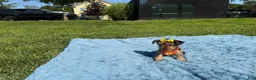 Yorkshire Terrier dogs for sale: Yorkshire Terrier 4 - Ad 3