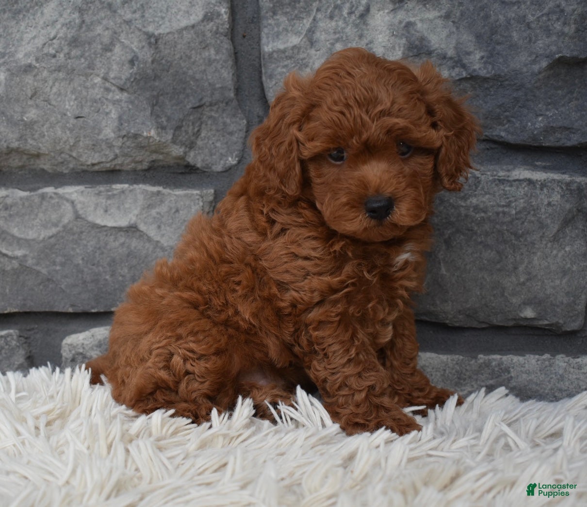 Toy Poodle dogs Cash  - Ad 2