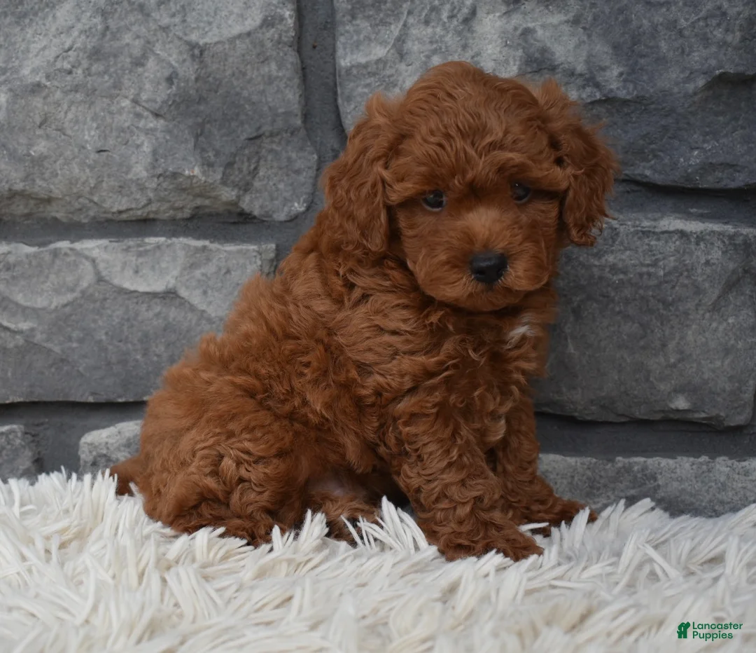 Toy Poodle dogs for sale: Cash  - Ad 2