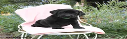 Labrador Retriever dogs for sale: Max - Ad 2