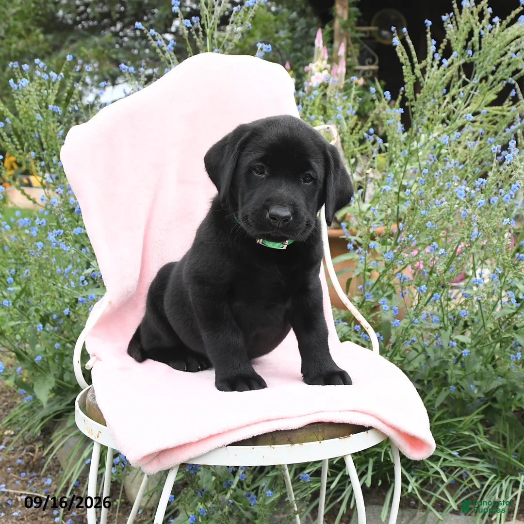 Labrador Retriever dogs for sale: Max - Ad 2