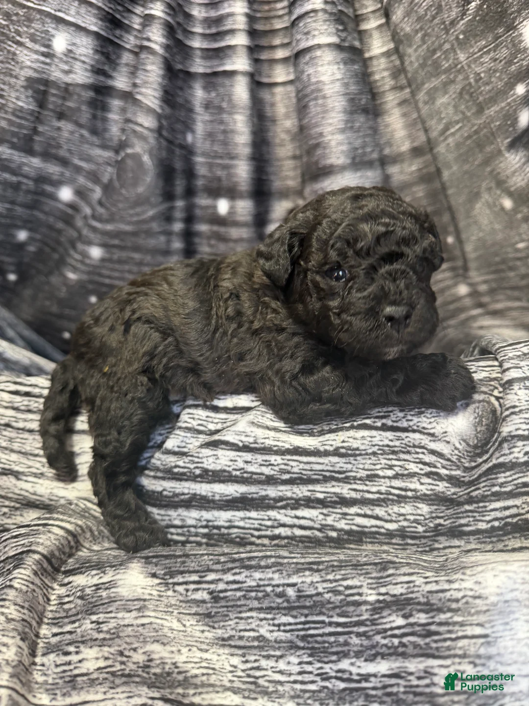 Maltipoo dogs for sale: Maltipoo Puppy 1 - Ad 2