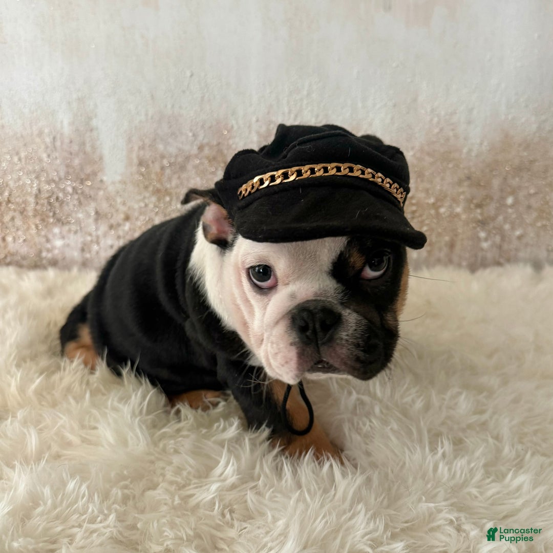 English Bulldog dogs for sale: Petra - Ad 1