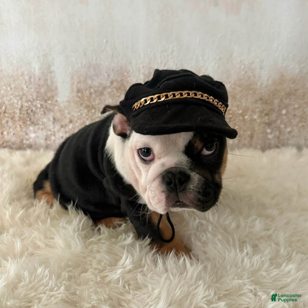 English Bulldog dogs for sale: Petra - Ad 1