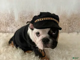 English Bulldog dogs Petra - Ad 13