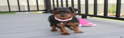 Yorkiepoo dogs for sale: Emmy  - Ad 6