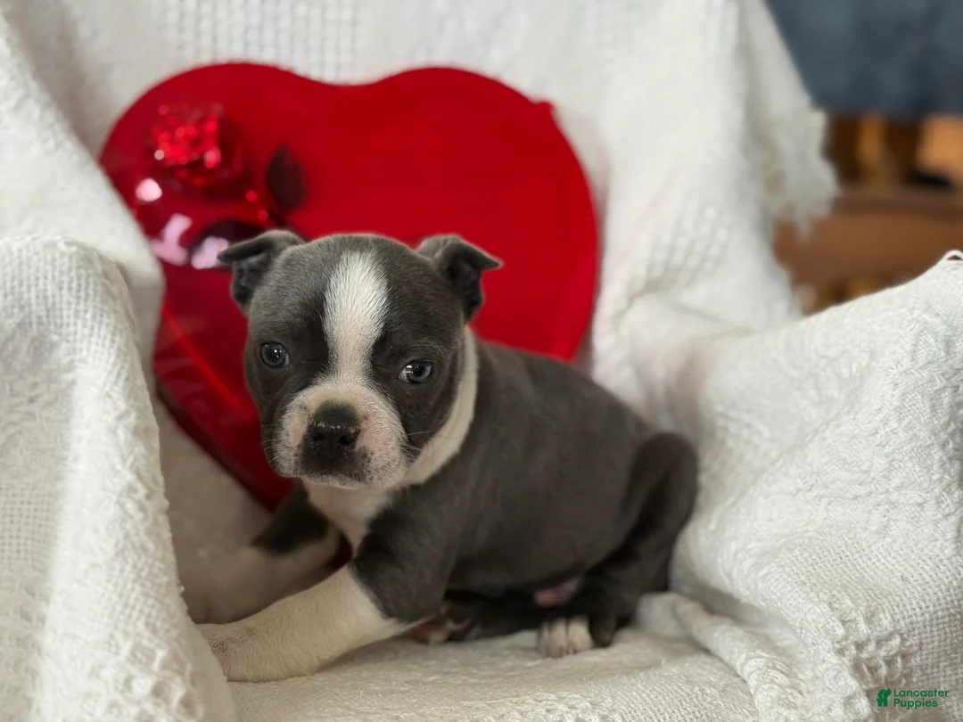 Boston Terrier dogs for sale: Ronnie - Ad 2
