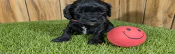 Cavapoo dogs for sale: Francis Girl 2 - Ad 2