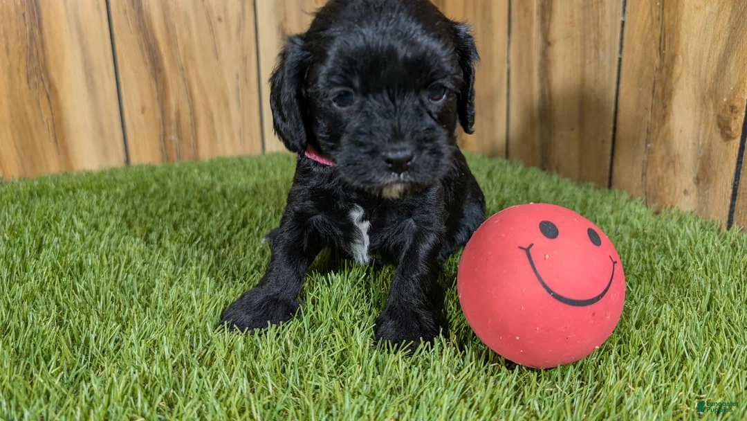 Cavapoo dogs for sale: Francis Girl 2 - Ad 2