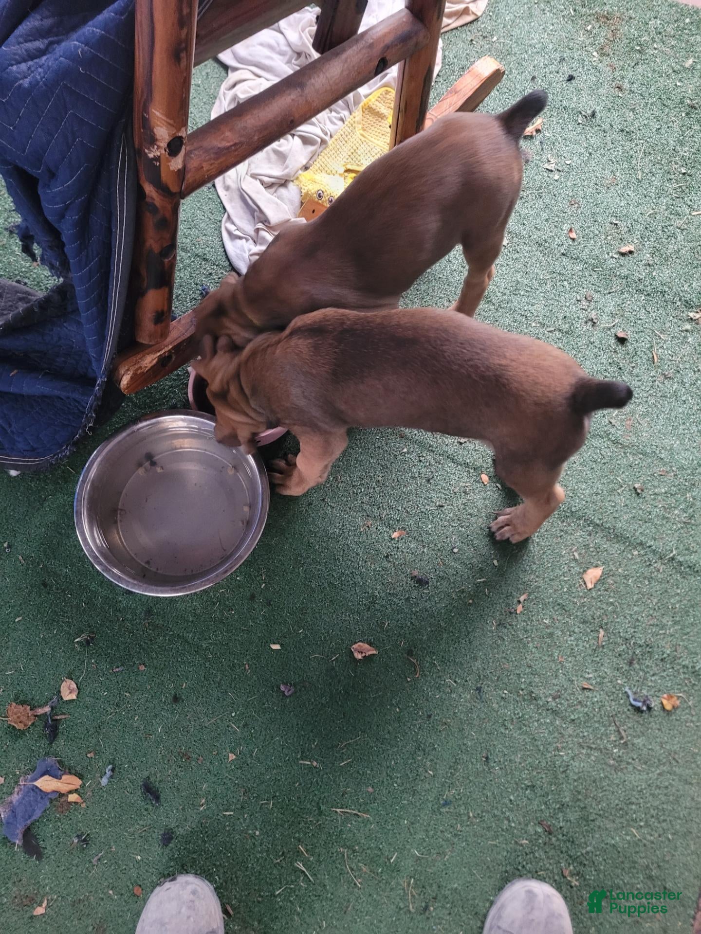 Mixed Breed dogs for sale: Yellow collar  - Ad 2