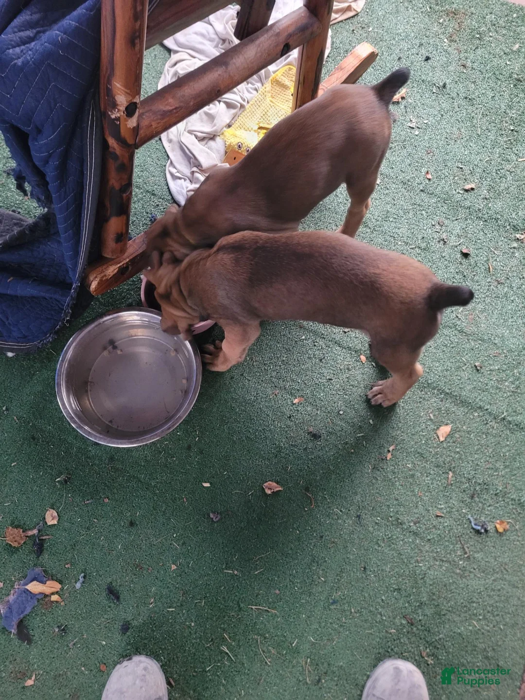 Mixed Breed dogs for sale: Yellow collar  - Ad 2
