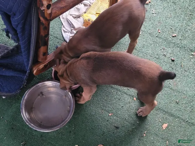 Mixed Breed dogs for sale: Yellow collar - Ad 2