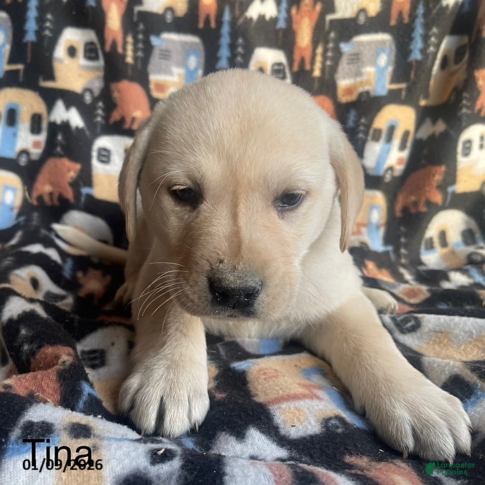 Labrador Retriever dogs Tina - Ad 41