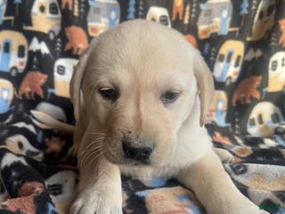 Labrador Retriever dogs Tina - Ad 41