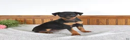 Miniature Pinscher dogs for sale: Jake - Ad 2