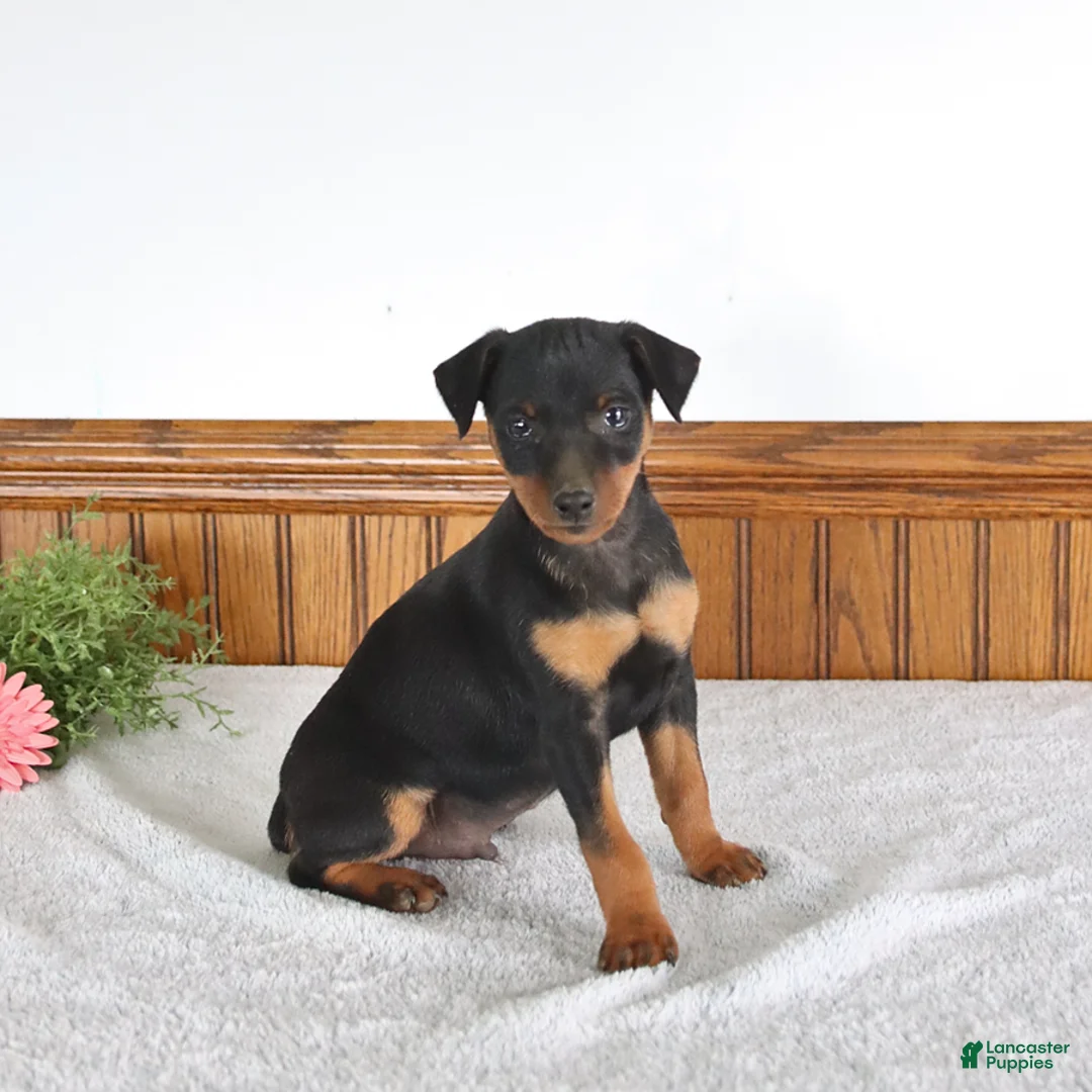 Miniature Pinscher dogs for sale: Jake - Ad 2