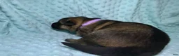 German Shepherd dogs for sale: Daisy - Ad 10