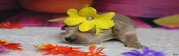 Schnoodle dogs for sale: Sherry  - Ad 5
