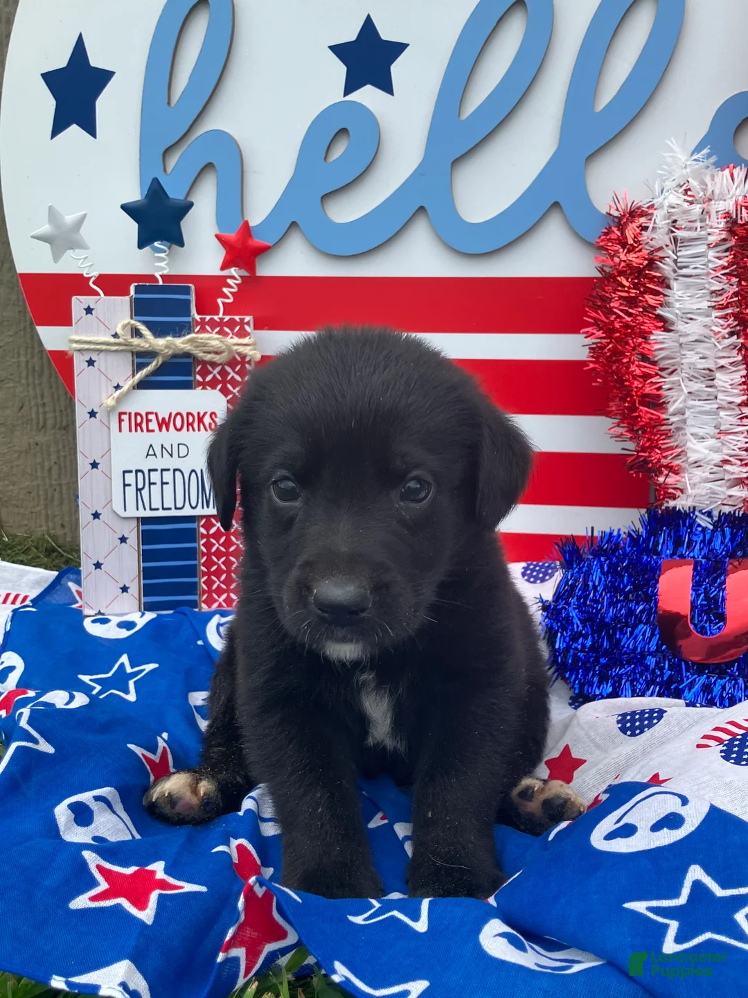 Mixed Breed dogs for sale: Major  - Ad 1