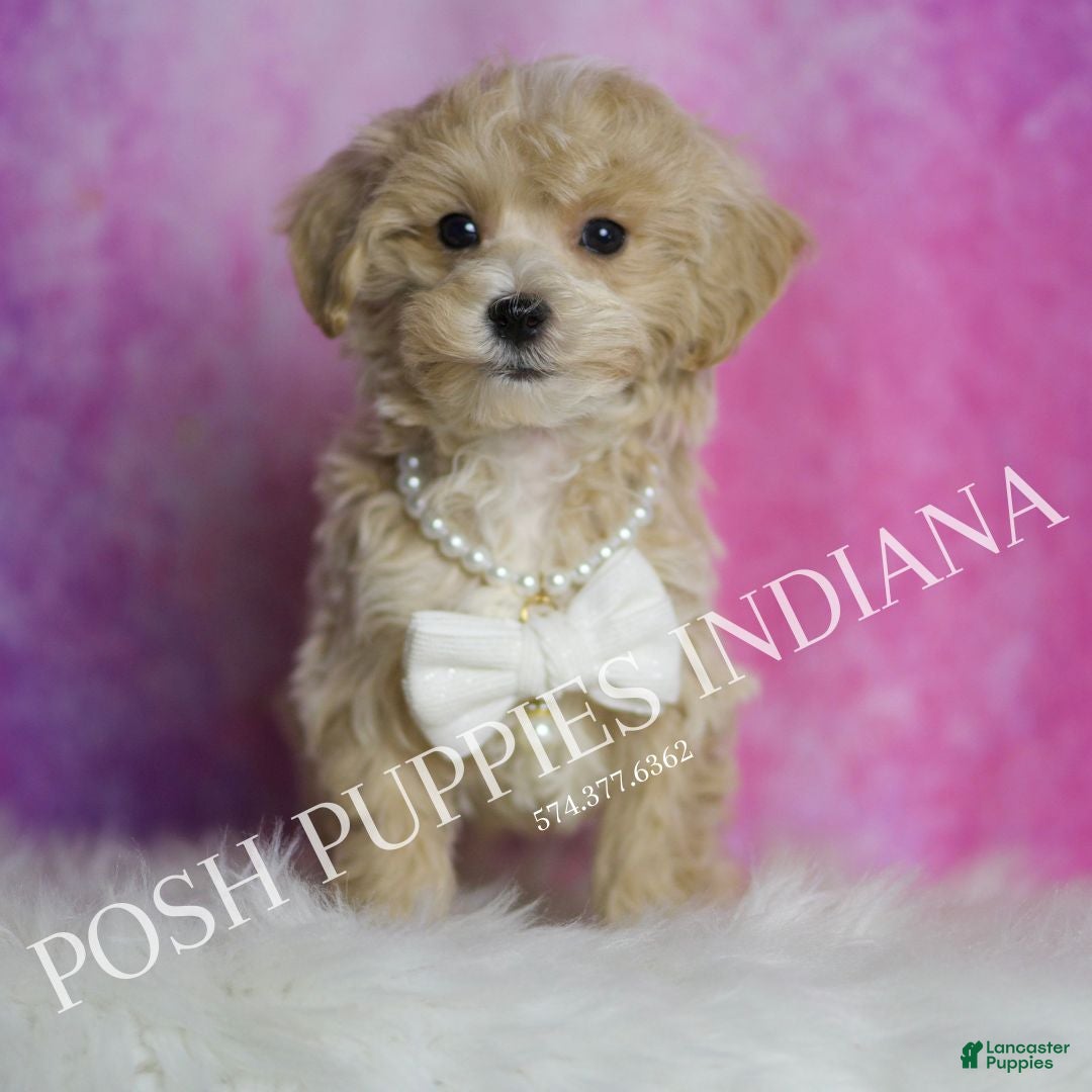 Maltipoo dogs for sale: Jeremy - Ad 3