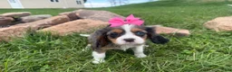 Cavalier King Charles Spaniel dogs for sale: Leah - Ad 6