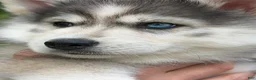 Pomsky dogs for sale: Breeze - Ad 4
