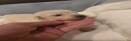 Golden Retriever dogs for sale: Baby girl light pink - Ad 3