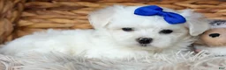 Maltese dogs for sale: OREO - Ad 18