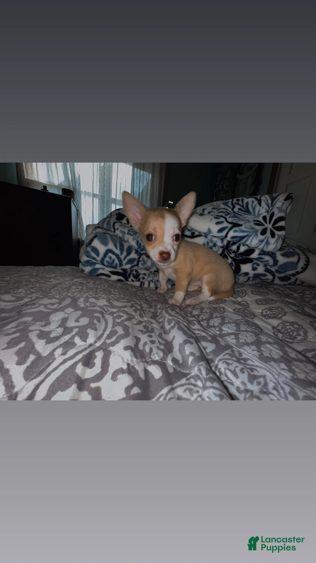 Chihuahua dogs for sale: Precious  - Ad 1