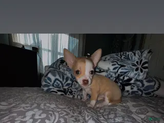 Chihuahua dogs Precious - Ad 10