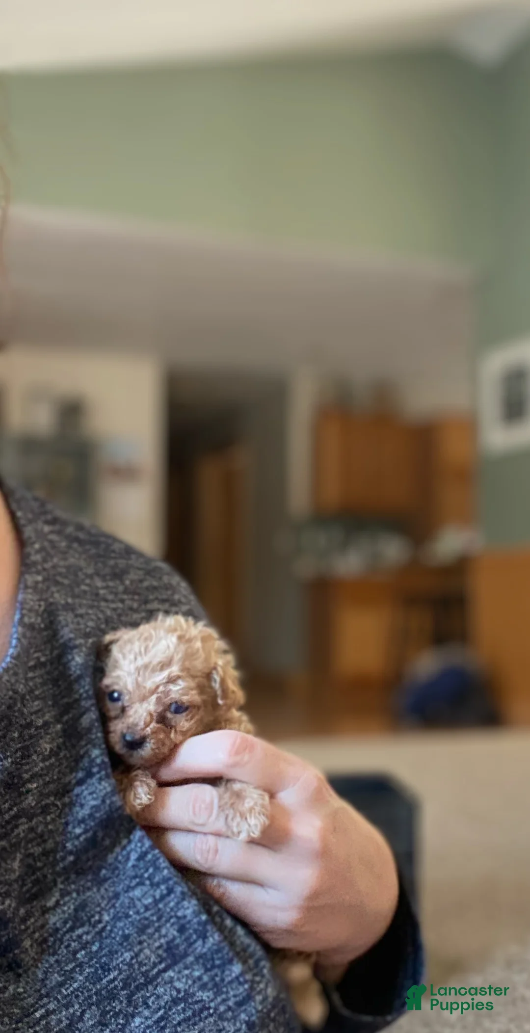 Toy Poodle dogs for sale: ♥️TINY TEACUP TAZZ♥️ - Ad 5