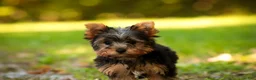 Yorkshire Terrier dogs for sale: Stephan Yorkshire Terrier  - Ad 5