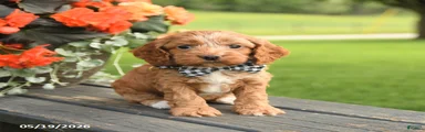Deb 