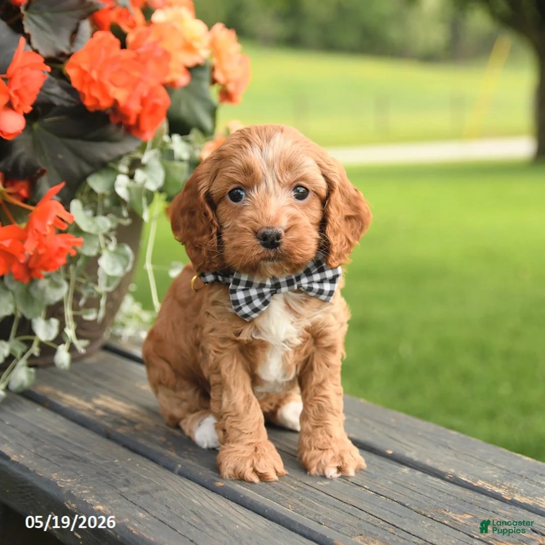 Cockapoo dogs for sale: Deb  - Ad 1