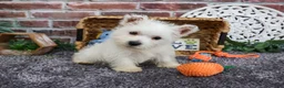West Highland Terrier dogs for sale: Wallace - Ad 3