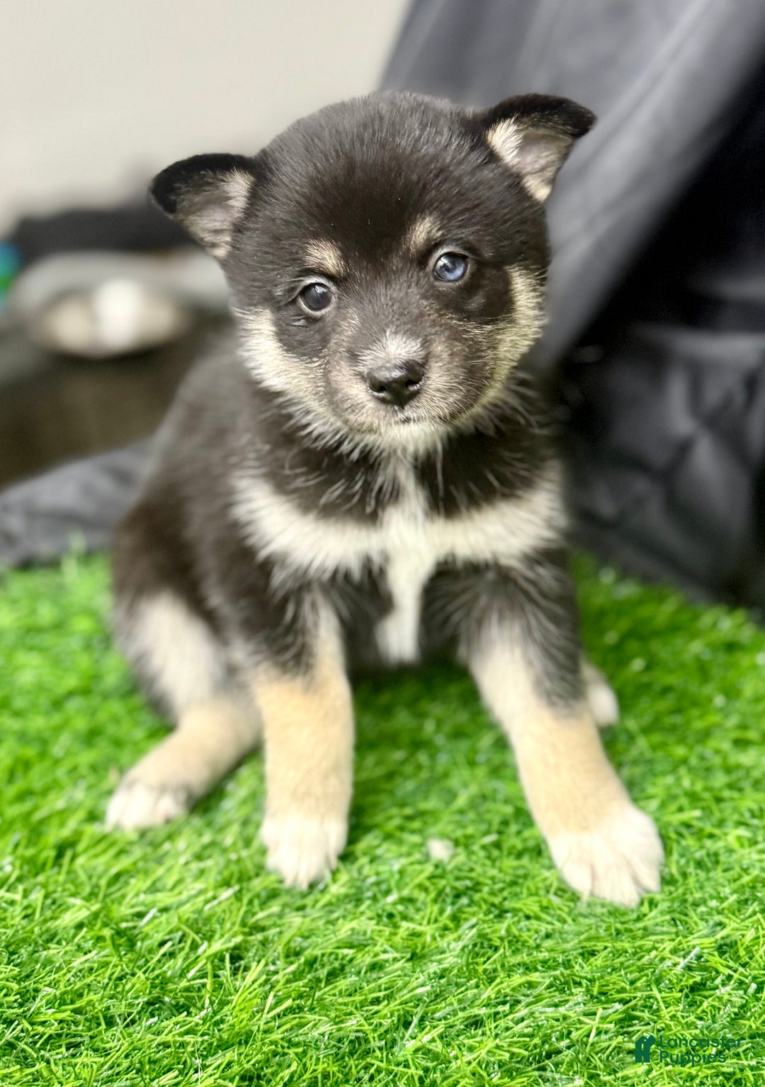 Mixed Breed dogs for sale: Sugar  - Ad 2