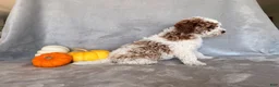 Cavapoo dogs for sale: Snoopy - Ad 3