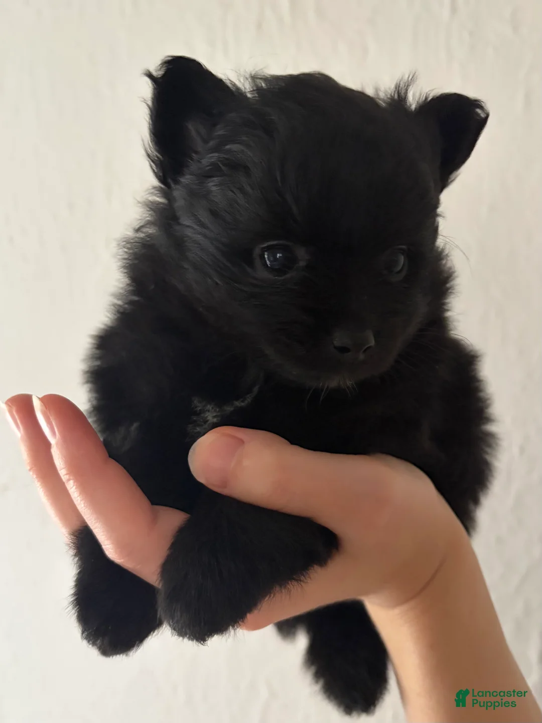 Pomeranian dogs for sale: Loom  - Ad 2