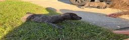 English Mastiff dogs for sale: Mishka (minnie) - Ad 4