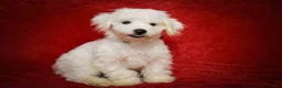 Maltese dogs for sale: Baxter 🐶 - Ad 14