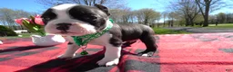 Boston Terrier dogs for sale: Boston Terrier Puppy 3 Marky - Ad 3