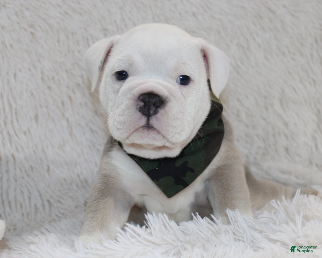 English Bulldog dogs for sale: Reece - Ad 3