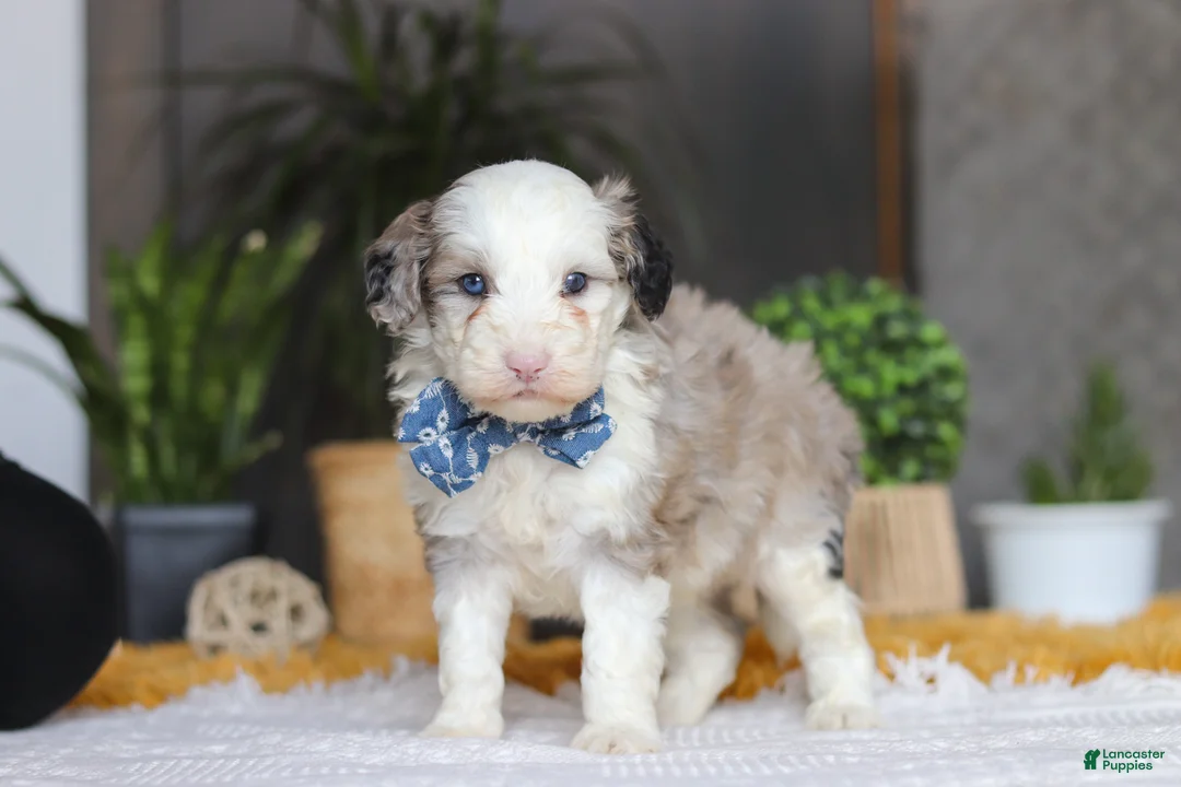 Sheepadoodle dogs for sale: Eggbert - Ad 4