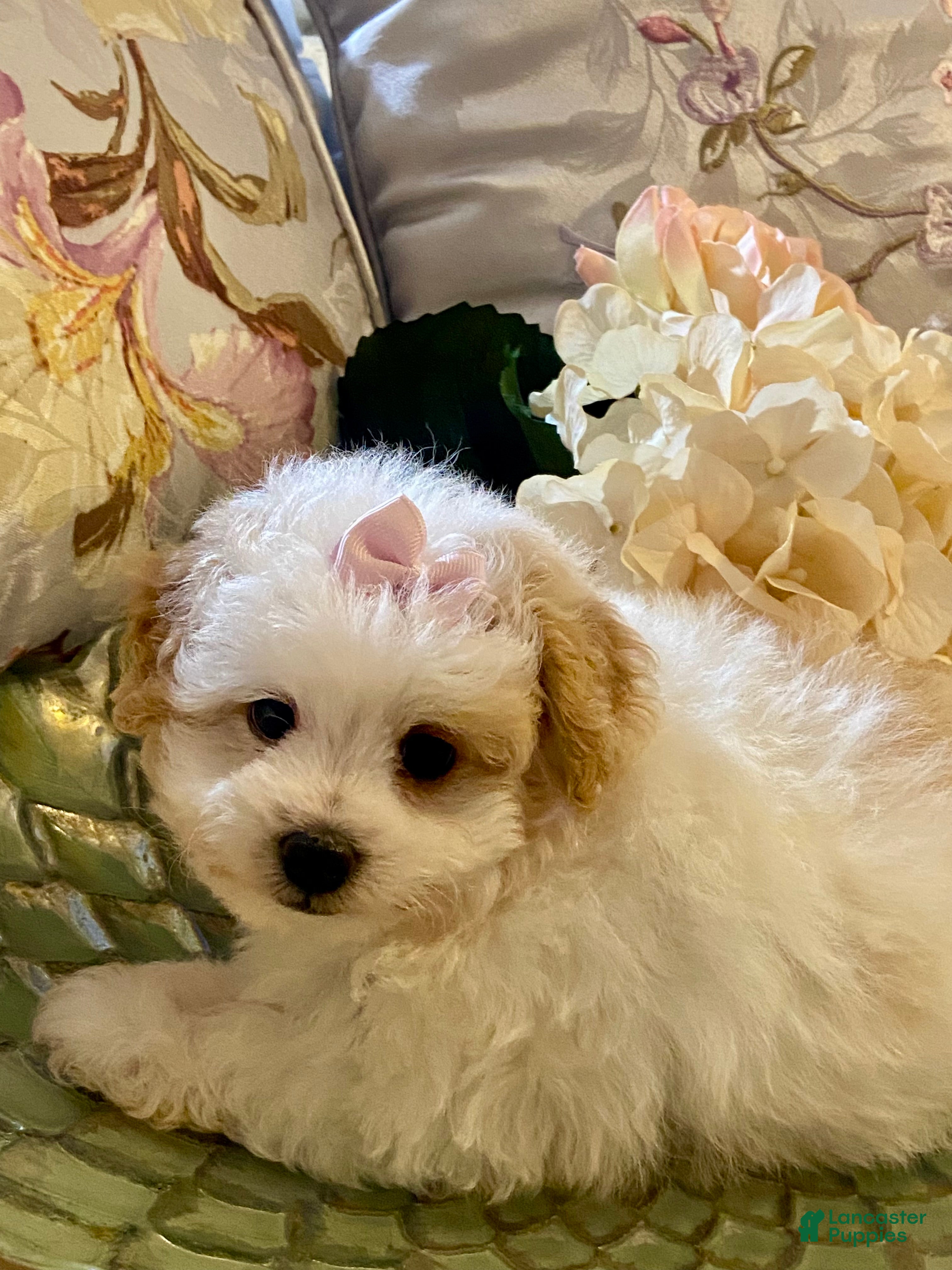 Pomapoo dogs Pomapoo 3 - Ad 8