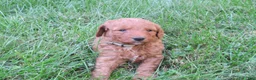Mini Goldendoodle dogs for sale: Ginger - Ad 7