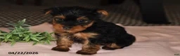Yorkshire Terrier dogs for sale: Mocha - Ad 4