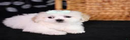 Teddy Bear dogs for sale: Clara - Ad 6